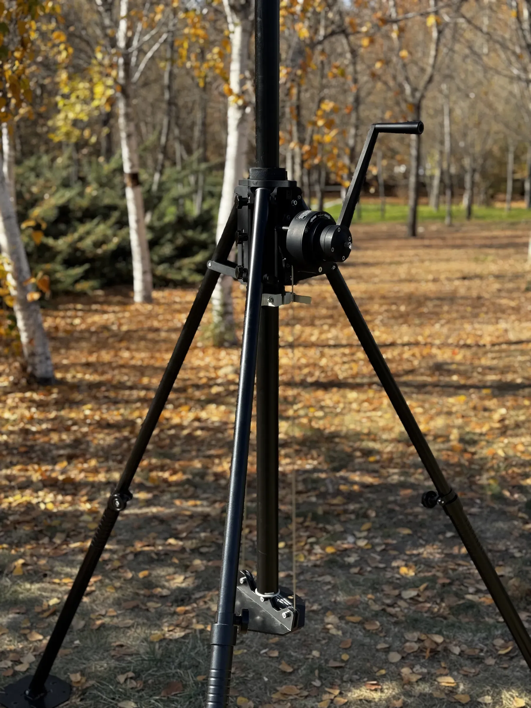 MMT10 extended among the birches