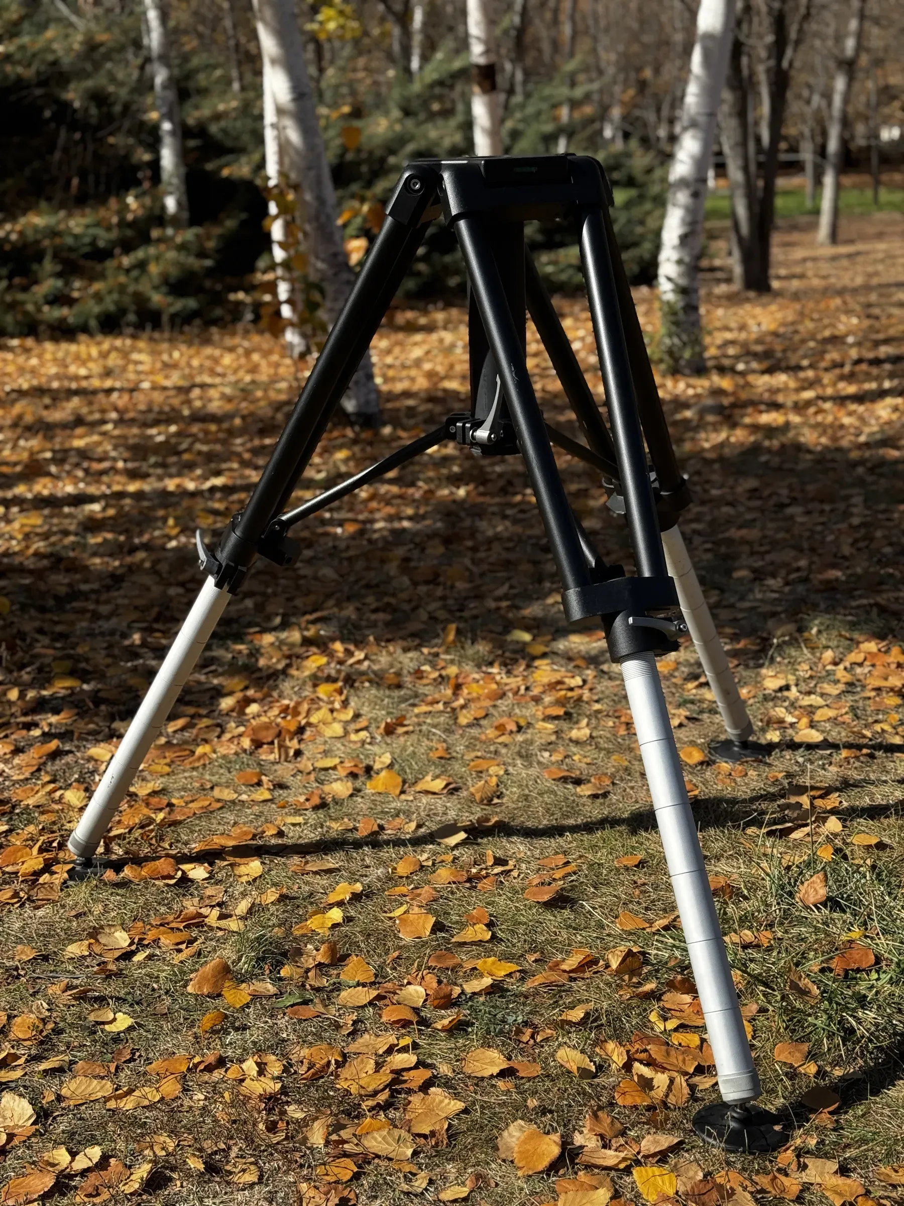 TMH10 alone in the woods