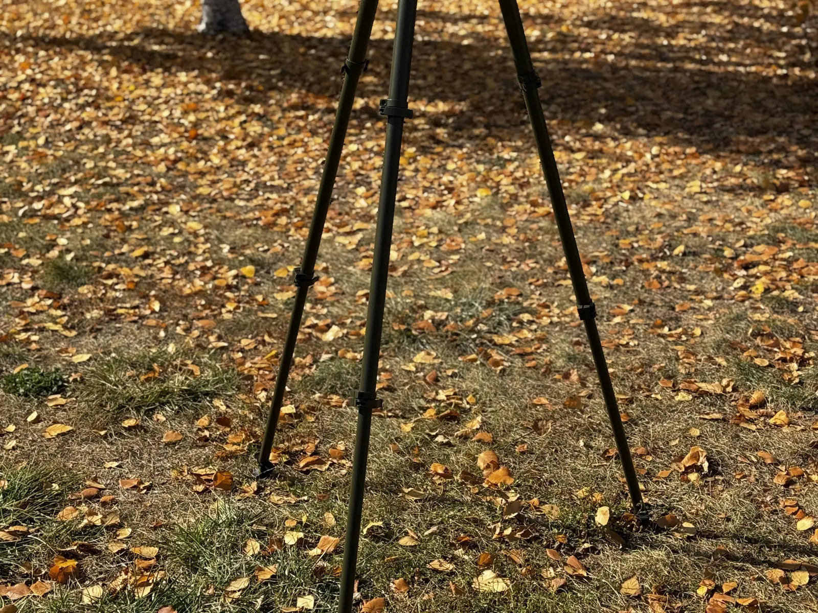 Tripod deployed in the field against birch trees, showing the slim silhouette