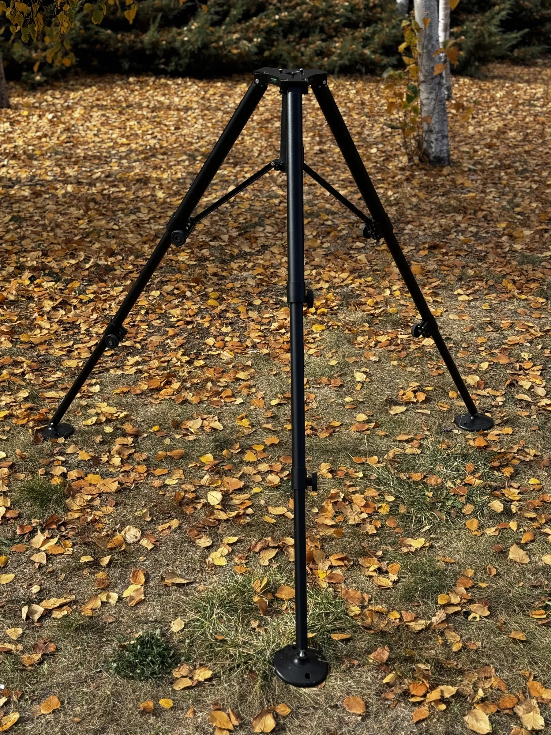TMM10 at full height in the birch wood